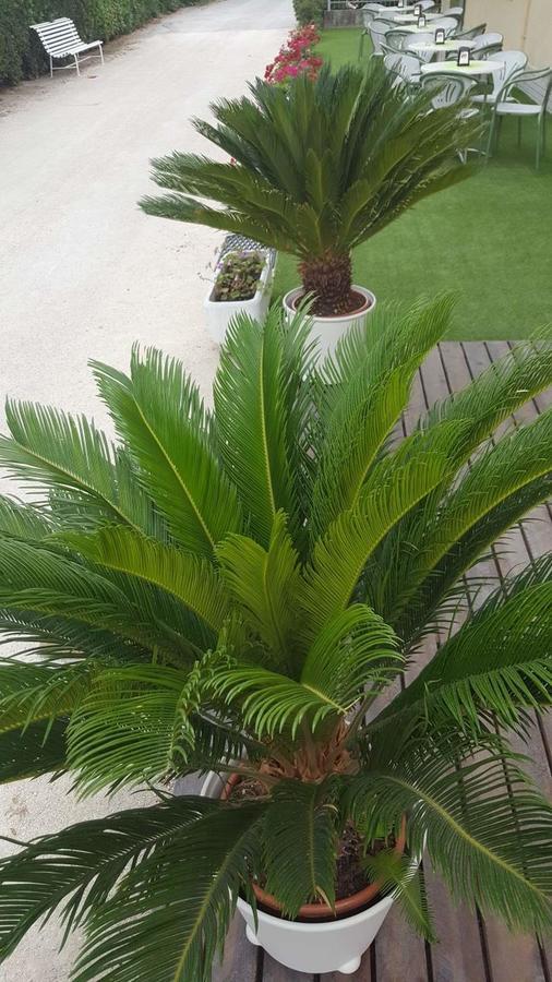 Hotel Villa Cesira Bellaria – Igea Marina Kültér fotó